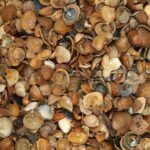 Schelpen noordzee Big bag 1 m³